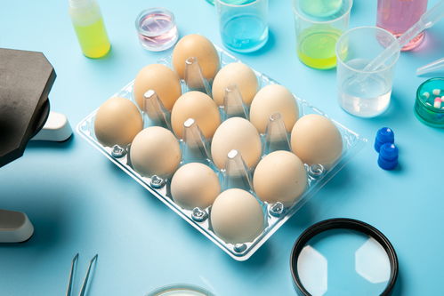 無菌雞蛋食品安全農業科技食品培育攝影圖 插畫 下載至來源處