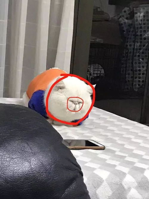 好像吃了保齡球的湯姆貓